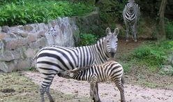 杭州动物园爆料新闻最新,神秘动物亮相，揭秘背后故事