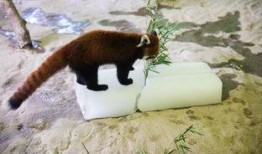 杭州动物园爆料新闻最新,神秘动物亮相，揭秘背后故事